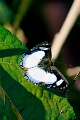 RIODINIDAE, Thisbe irenea